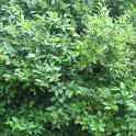 Ligustrum ovalifolium P16